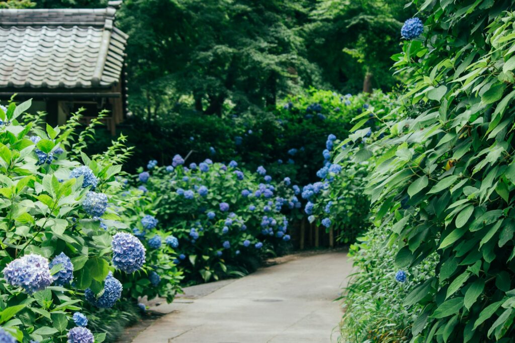 紫陽花のイメージ